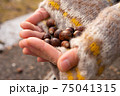 手のひらの中のどんぐり 75041315
