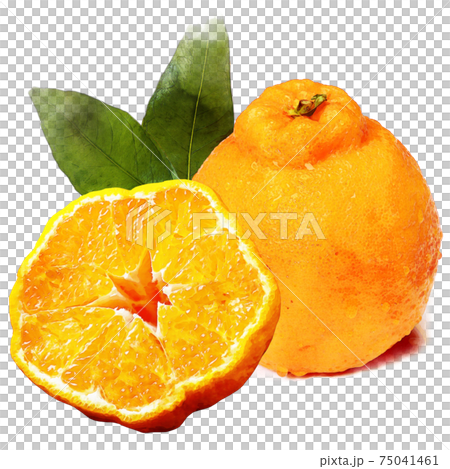 Decopon watercolor style-fruit Decopon watercolor style-fruit 75041461