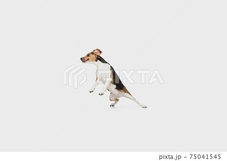 Portrait of Estonian Hound dog posing isolated over white background. Portrait of Estonian Hound dog posing isolated over white background. 75041545