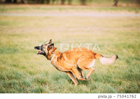 Malinois Dog Play Jumping Running Outdoor In Park. Belgian Sheepdog Are Active, Intelligent, Friendly, Protective, Alert And Hard-working. Belgium, Chien De Berger Belge Dog 75041762