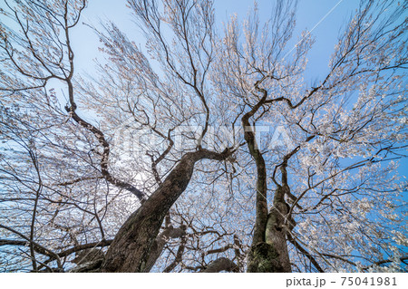 「群馬県」天照寺の枝垂れ桜 「群馬県」天照寺の枝垂れ桜 75041981