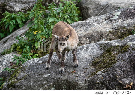 Young baby mountain ibex or capra ibex on a rock 75042207
