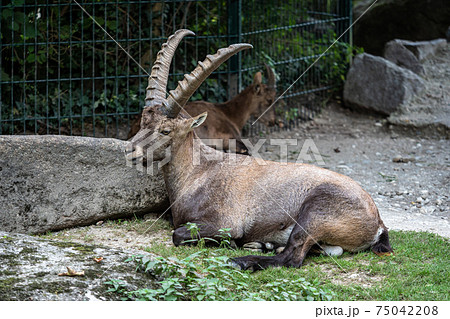 Male mountain ibex or capra ibex on a rock 75042208