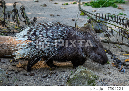 Indian crested Porcupine, Hystrix indica in a german nature park Indian crested Porcupine, Hystrix indica in a german nature park 75042214