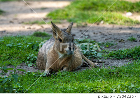 Patagonian Mara, Dolichotis patagonum are large relatives of guinea pigs 75042257