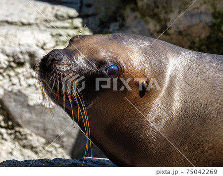 The South American sea lion, Otaria flavescens in the zoo The South American sea lion, Otaria flavescens in the zoo 75042269