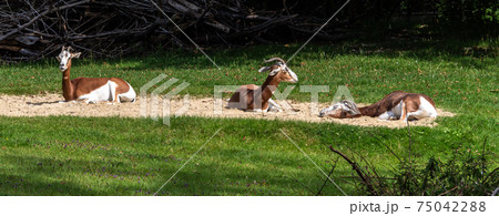 Dama gazelle, Gazella dama mhorr or mhorr gazelle is a species of gazelle Dama gazelle, Gazella dama mhorr or mhorr gazelle is a species of gazelle 75042288