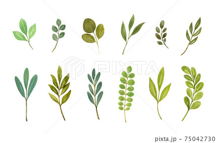 色々な形の葉っぱ 水彩イラストのイラスト素材