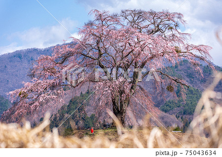 「群馬県」上発知の枝垂れ桜 「群馬県」上発知の枝垂れ桜 75043634