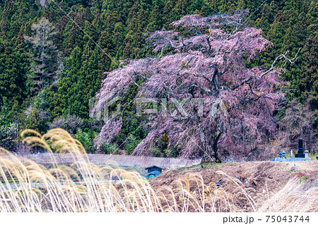 「群馬県」上発知の枝垂れ桜 75043744