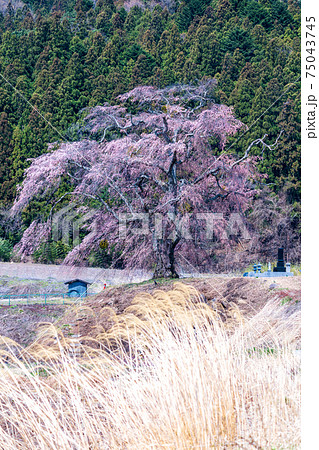 「群馬県」上発知の枝垂れ桜 75043745