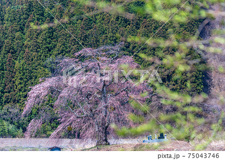 「群馬県」上発知の枝垂れ桜 「群馬県」上発知の枝垂れ桜 75043746