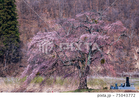 「群馬県」上発知の枝垂れ桜 75043772