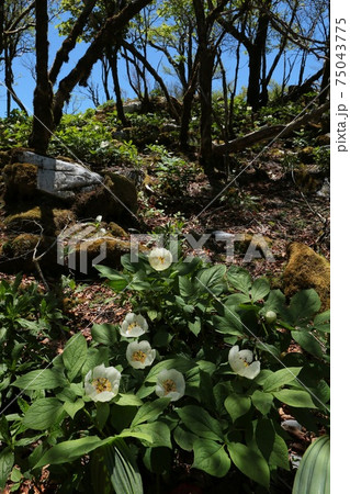 深山に咲く希少種ヤマシャクヤク 深山に咲く希少種ヤマシャクヤク 75043775