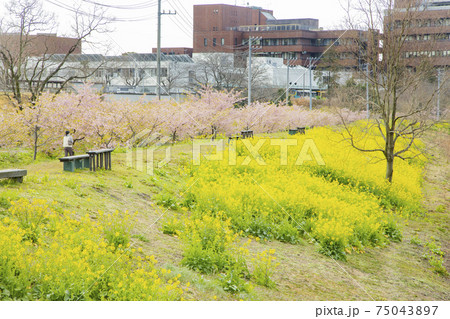 静岡市 麻機遊水地の河津桜と菜の花 静岡市 麻機遊水地の河津桜と菜の花 75043897
