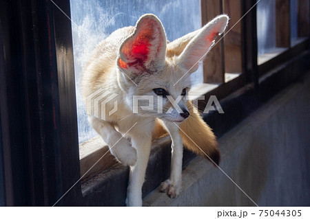 歩くフェネックギツネ動物野生生物写真動物園の写真素材