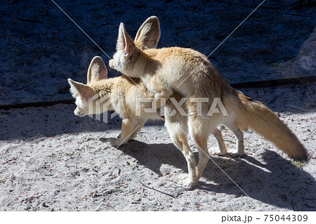 交尾中のフェネックギツネ動物野生生物写真動物園の写真素材 75044309 Pixta