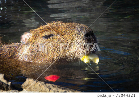 温泉リンゴを食べるげっ歯類カピバラさんの写真入浴露天風呂の写真素材