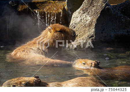 温泉に入るげっ歯類カピバラさんの写真入浴露天風呂の写真素材