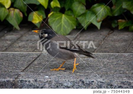 都市の野鳥ムクドリの写真小鳥 都市の野鳥ムクドリの写真小鳥 75044349