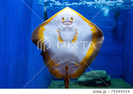 お腹を見せるアカエイのメスの写真 お腹を見せるアカエイのメスの写真 75044354