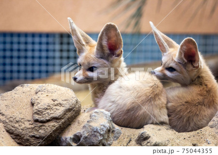 フェネックギツネ動物野生生物写真動物園の写真素材