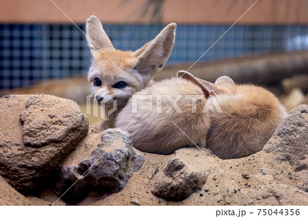 fennec fox habitat