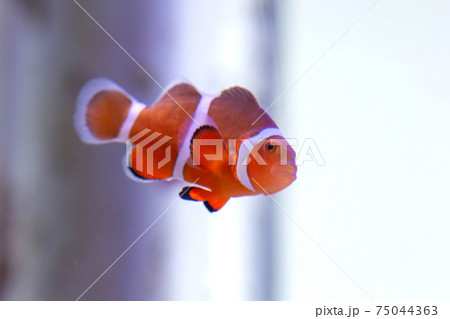 熱帯魚カクレクマノミの写真 白背景の写真素材