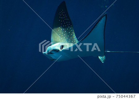 海中飛翔するナルトビエイ魚類水族館 75044367