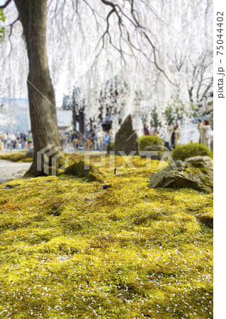 本山　本満寺　方丈前のしだれ桜と苔 75044402