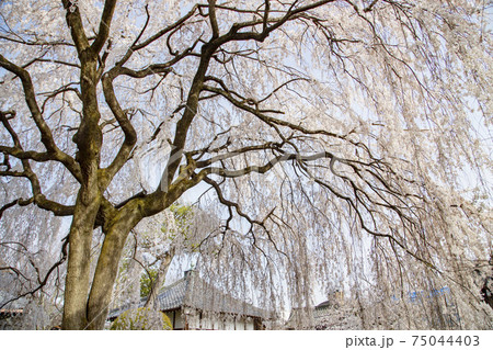 本山 本満寺 方丈前のしだれ桜 本山 本満寺 方丈前のしだれ桜 75044403