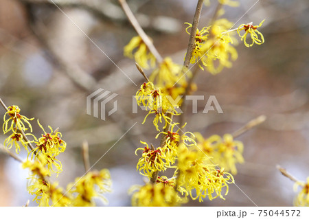 マンサク 75044572