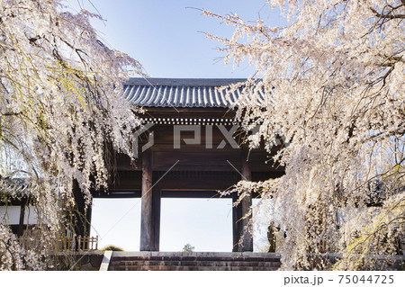 聖将山　東郷寺　満開のしだれ桜 75044725