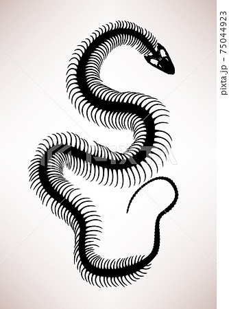 Snake Bone Skeleton Stock Illustration