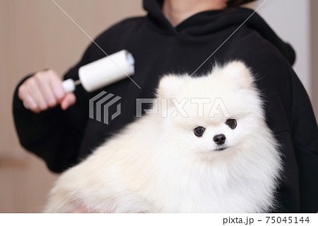 愛犬ポメラニアンを抱っこしたら服に抜け毛が付いたのでコロコロで掃除する女性 75045144