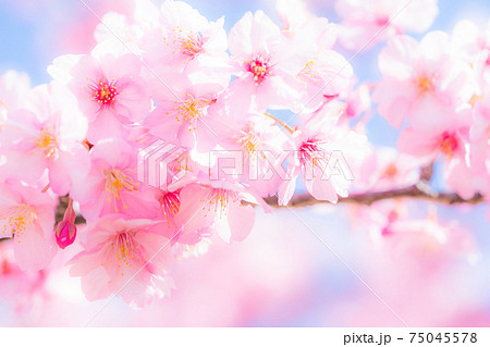満開の河津桜 満開の河津桜 75045578