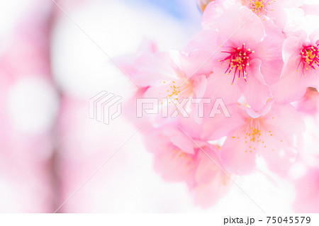 満開の河津桜 満開の河津桜 75045579