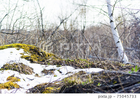 Melting snow with green moss and last 75045733