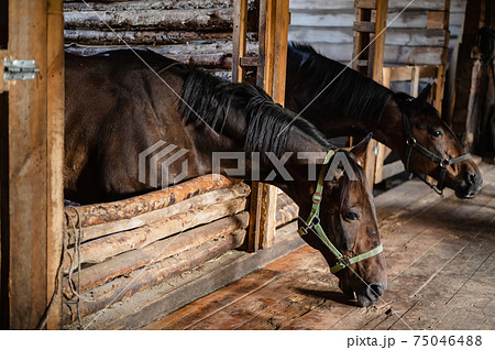 The heads and necks of two chestnut mares in wooden stalls The heads and necks of two chestnut mares in wooden stalls 75046488