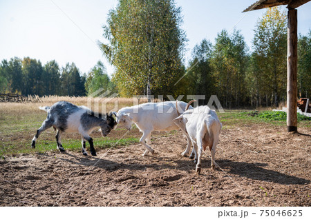 Fight with the horns of two goats on the site near the stables in the village 75046625