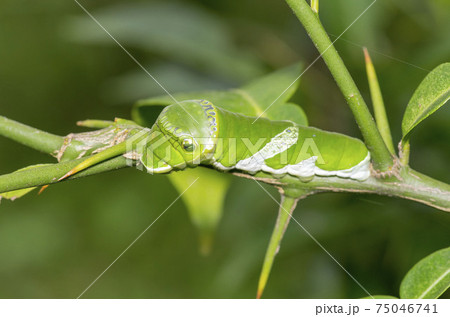 ナガサキアゲハ ナガサキアゲハ 75046741