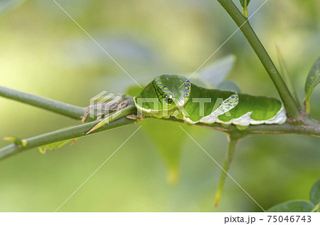 ナガサキアゲハ ナガサキアゲハ 75046743