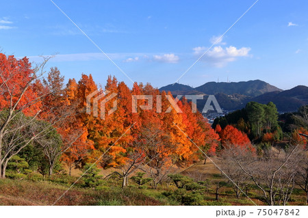 針木浄水場　色づくタイワンフウを眺める　（高知県　高知市）	 75047842