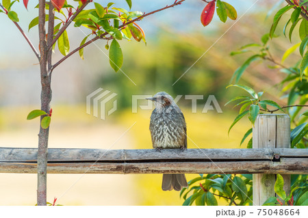 春・ヒヨドリ 75048664