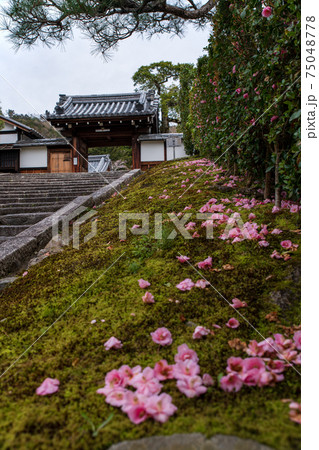 霊鑑寺門跡 春 霊鑑寺門跡 春 75048778