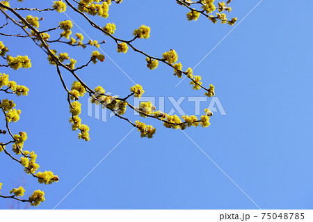 早春に映えるダンコウバイの黄色い花 早春に映えるダンコウバイの黄色い花 75048785