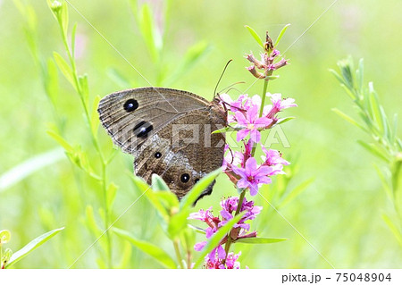 ミソハギの花にジャノメチョウ 75048904