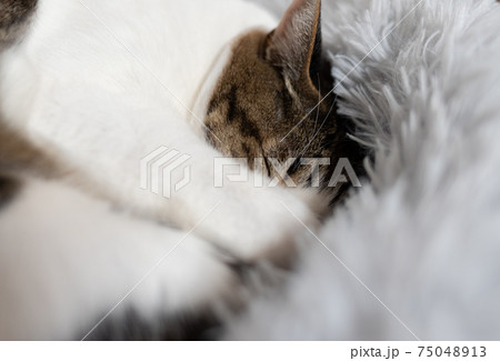 可愛い寝顔 キジトラ猫 可愛い寝顔 キジトラ猫 75048913