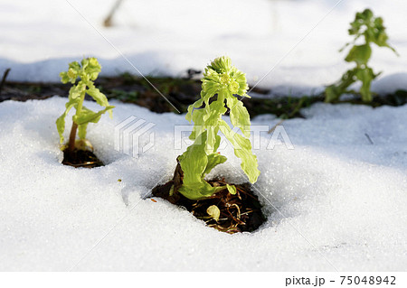 顔を出した後に新雪が降ったのだろう？フキノトウの写真素材 [75048942