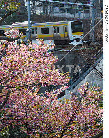 神田川沿いに咲く桜と総武線 75049033
